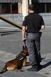 CHIEN D'INTERVENTION 061